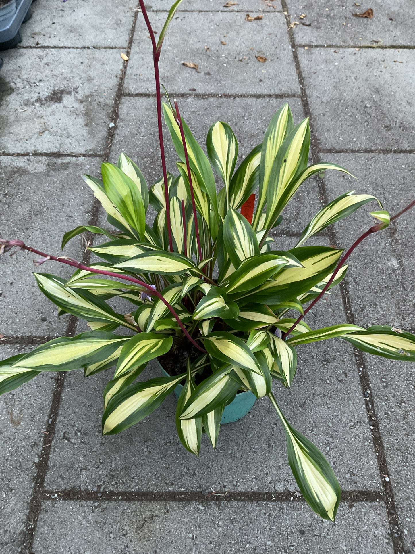 Hosta ‘Cherry Berry’ P9x9