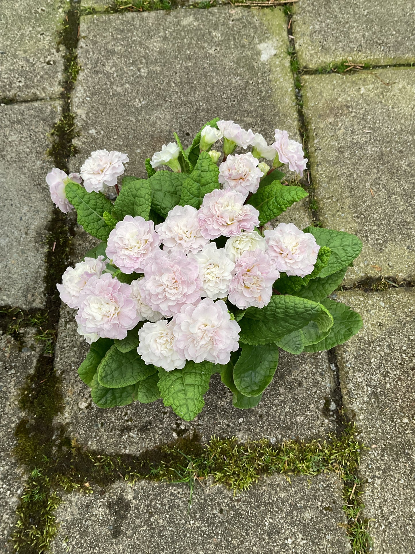 Primula Belarina ‘Pink Ice’ P13