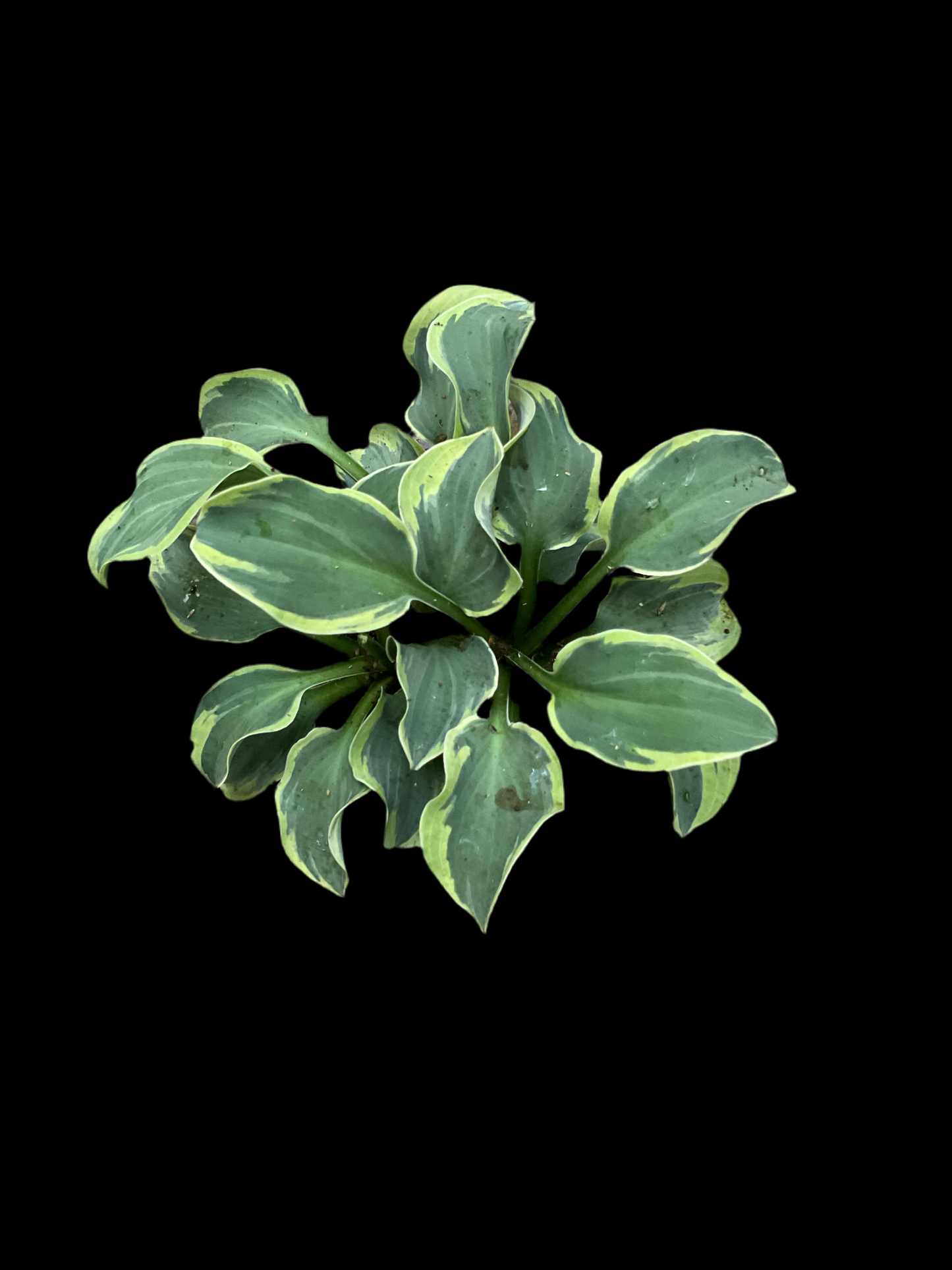 Hosta ‘Smiling Mouse’