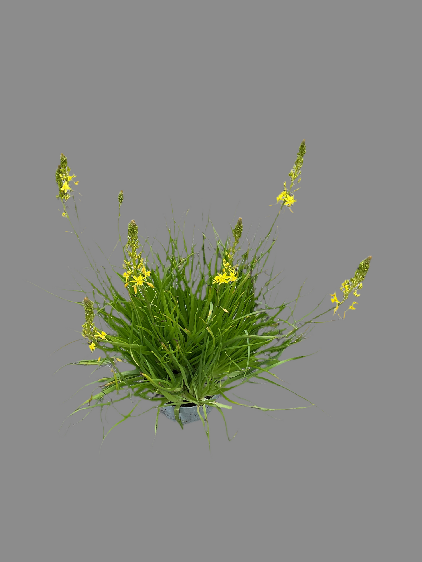 Bulbine natalensis, gul P17