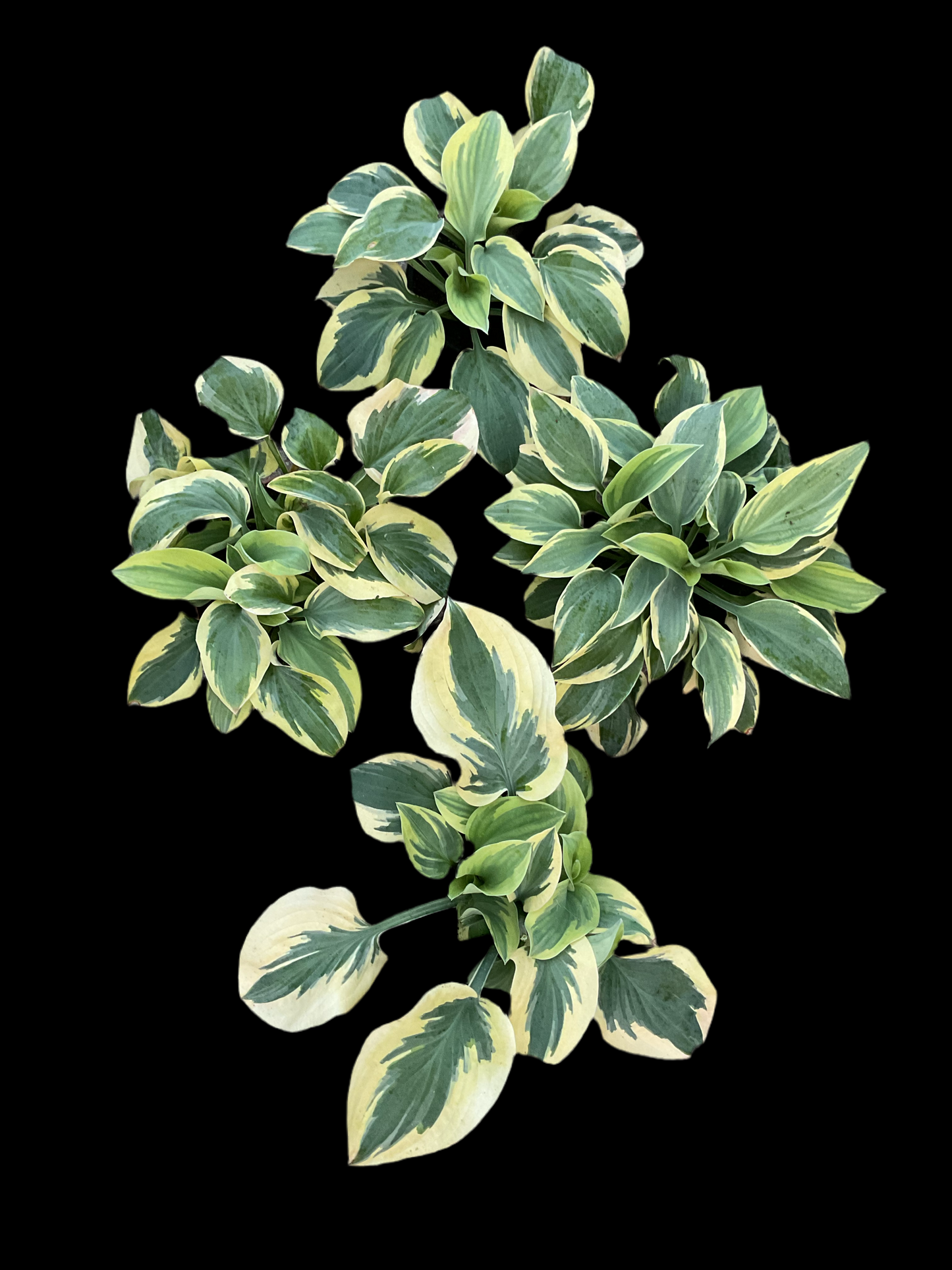 Hosta ‘Bedazzled’