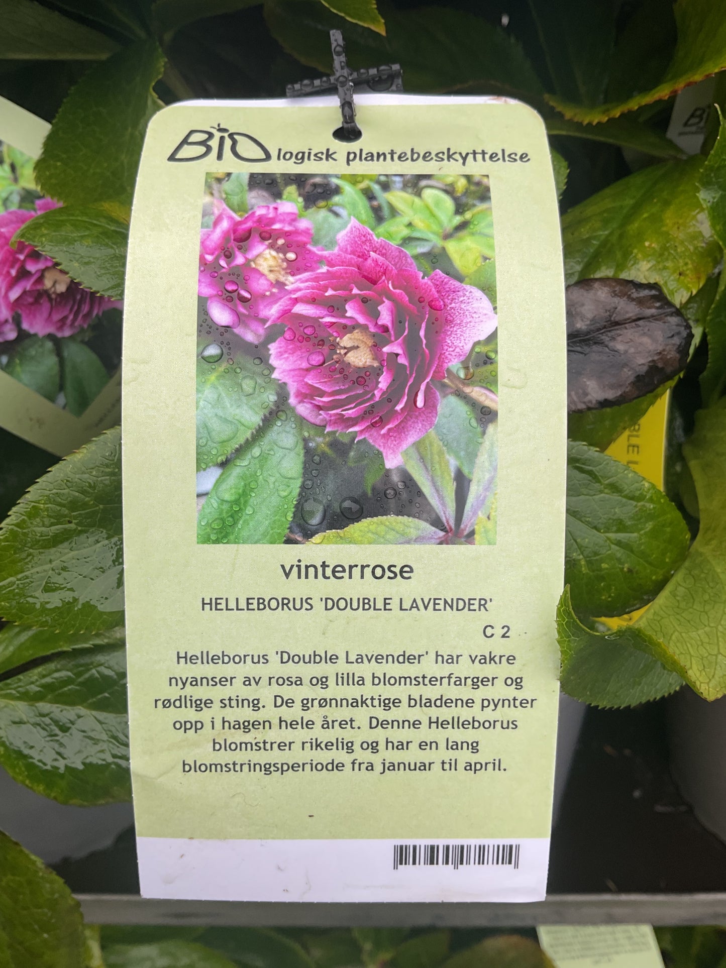 Helleborus orientalis ‘Double Lavender’ P17