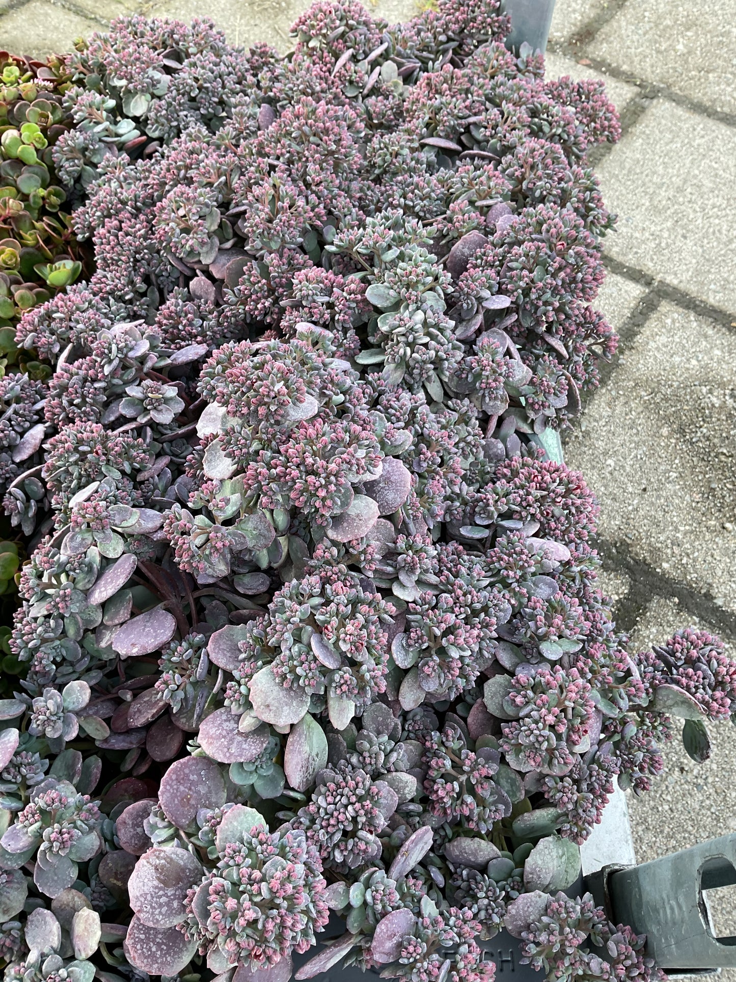 Sedum cauticola P12
