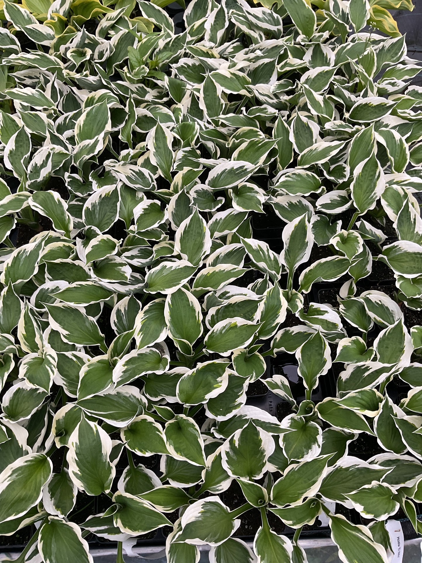 Hosta ‘Patriot’ P11x11