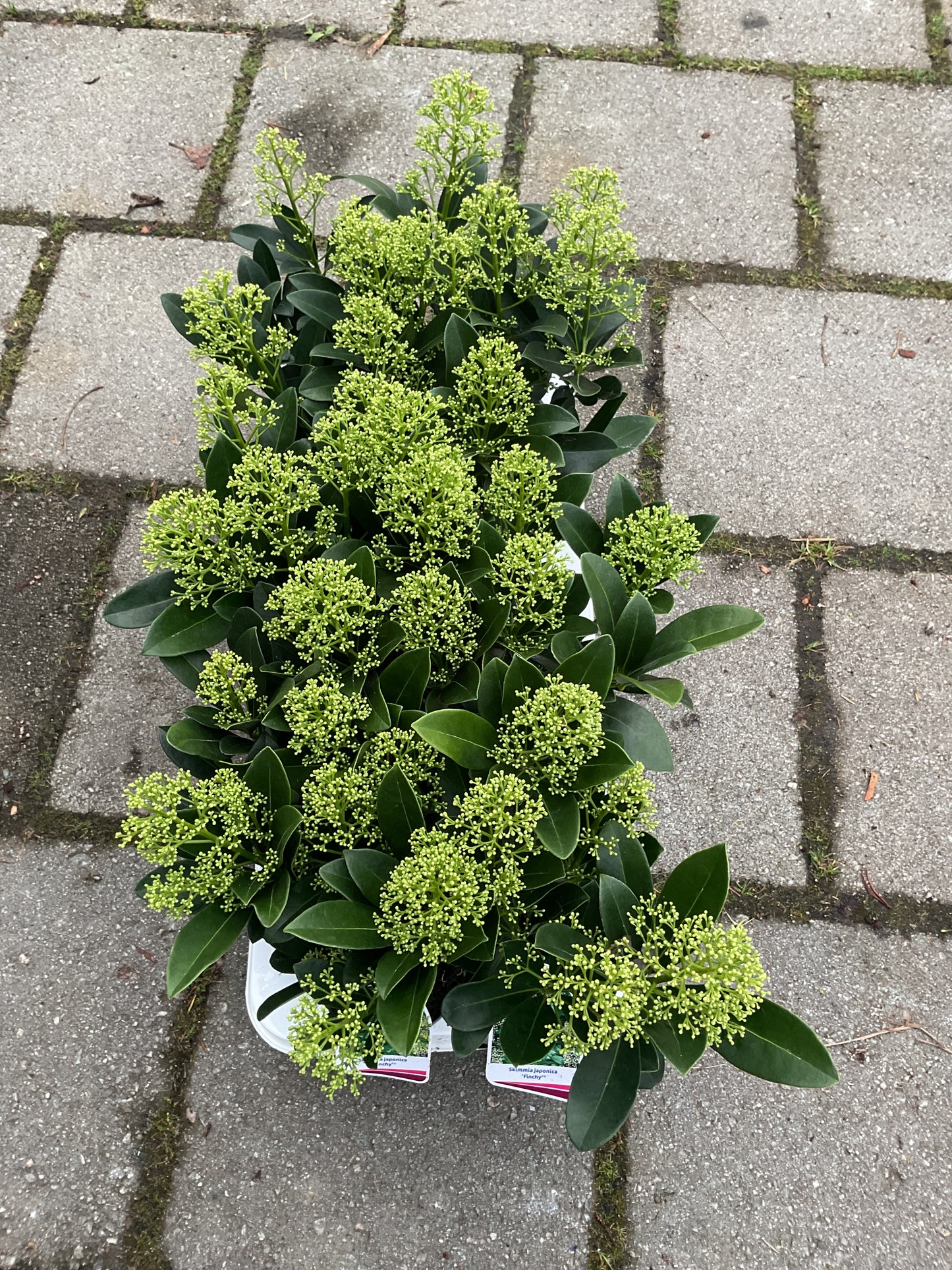Skimmia japonica ‘Finchy’ P11