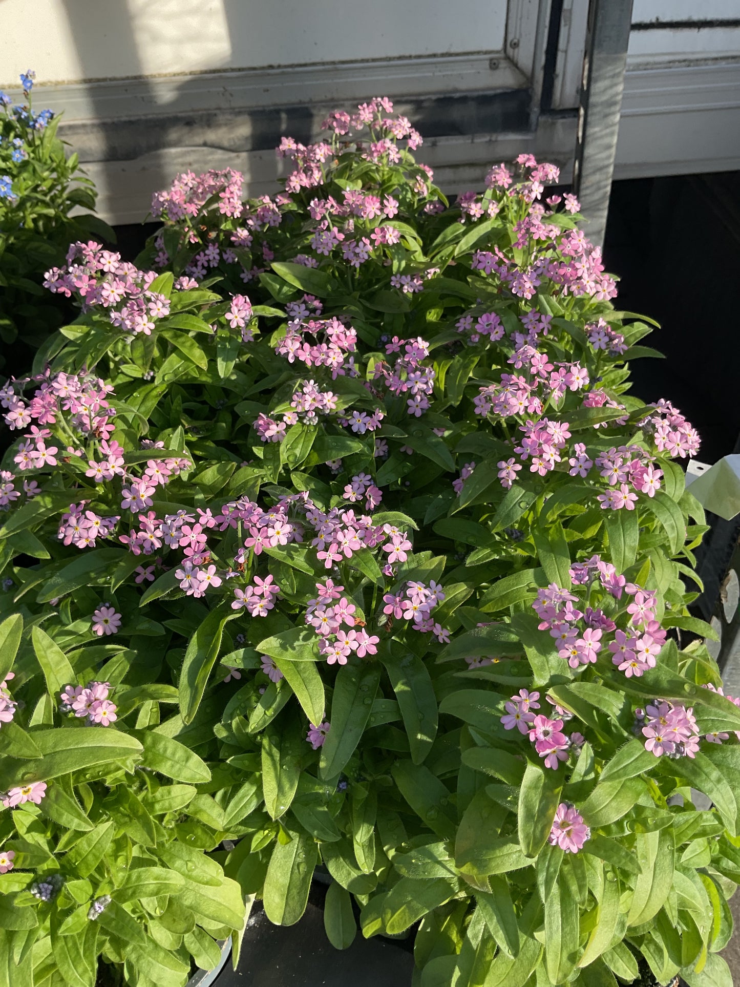 Myosotis sylvatica Rosa P11