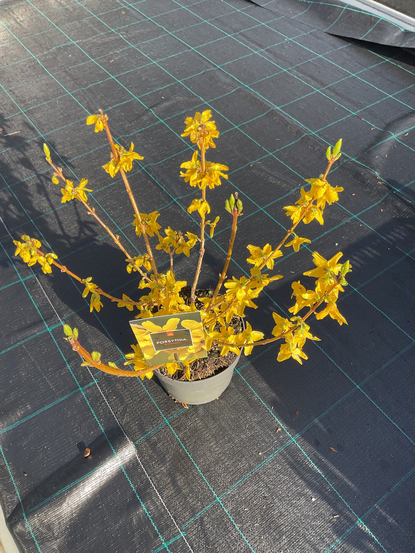 Forsythia x intermedia ‘Goldrausch’ P19
