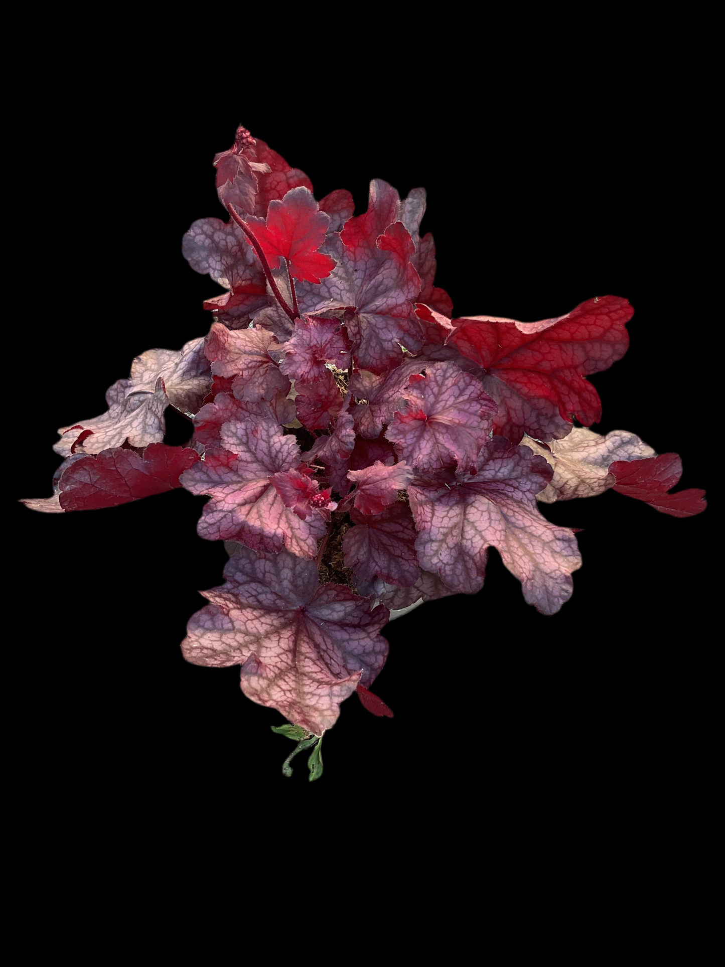 Heuchera ‘Fire Chief’ P15