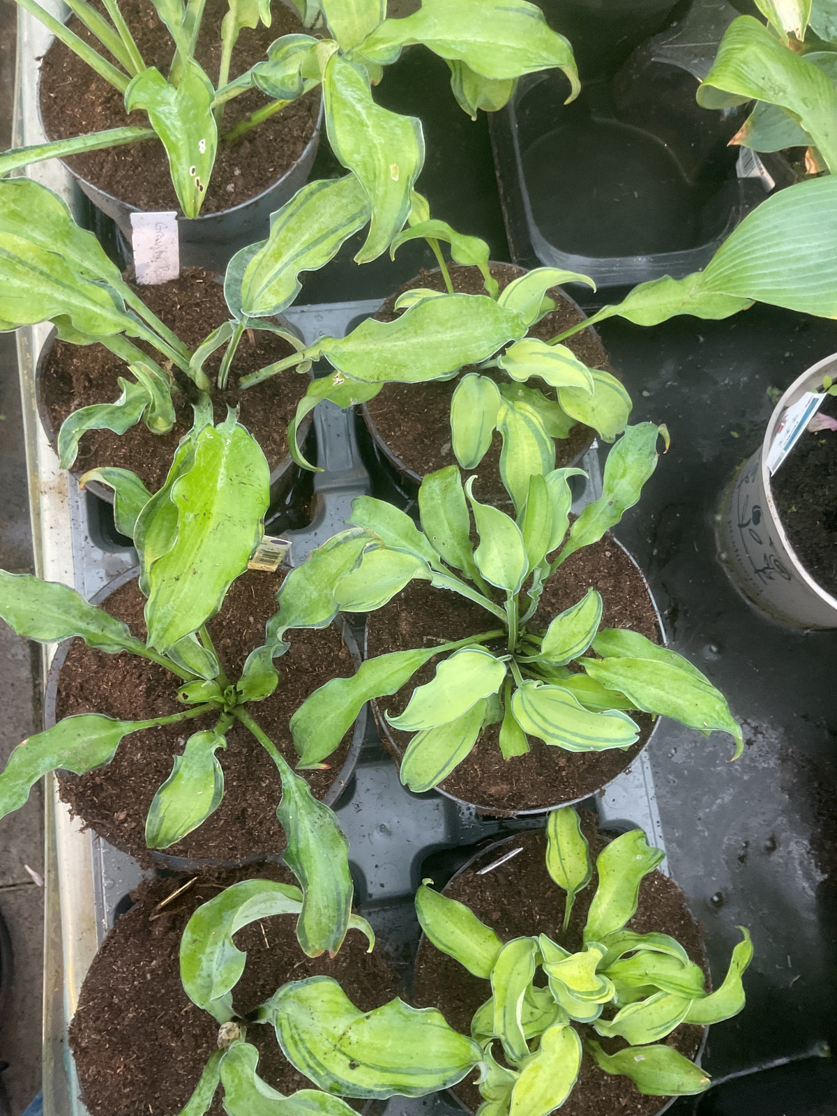 Hosta ‘Gravity Rocks’ P 13