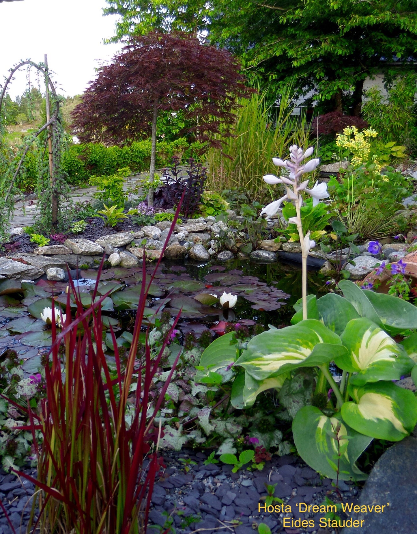 Hosta ‘Dream Weaver’