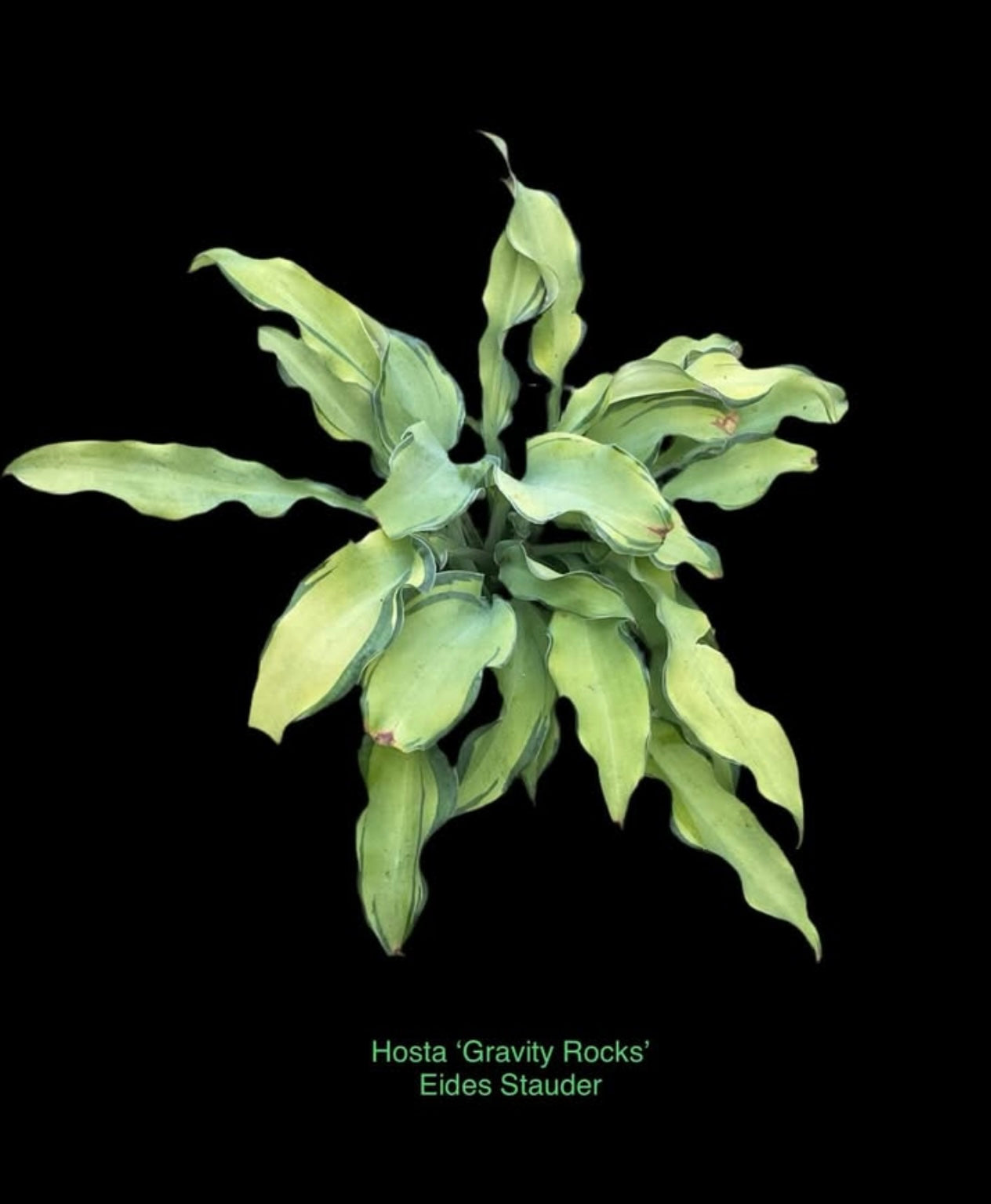 Hosta ‘Gravity Rocks’ P 10x10