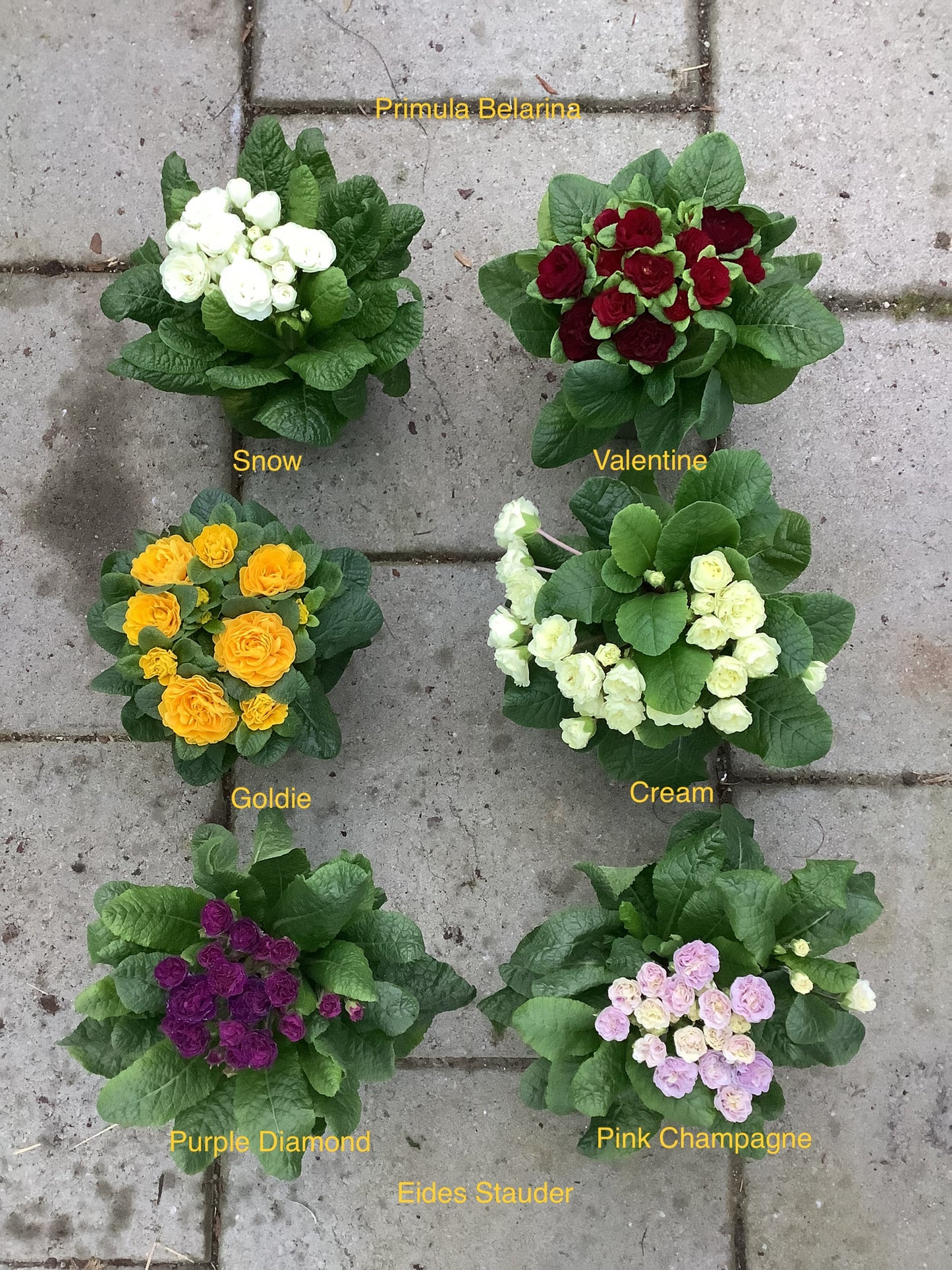 Primula ‘Belarina’ 6 ulike sorter