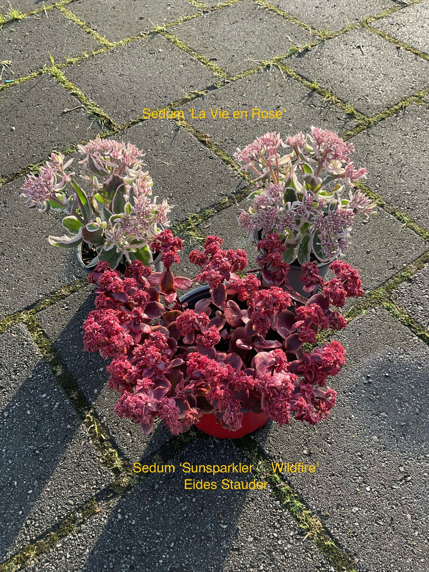 Sedum ‘La Vie en Rose’ P12
