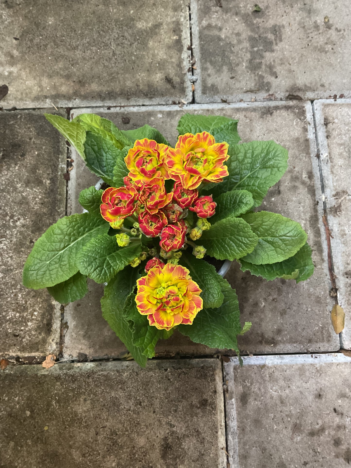 Primula Belarina ‘Carnival’ P12