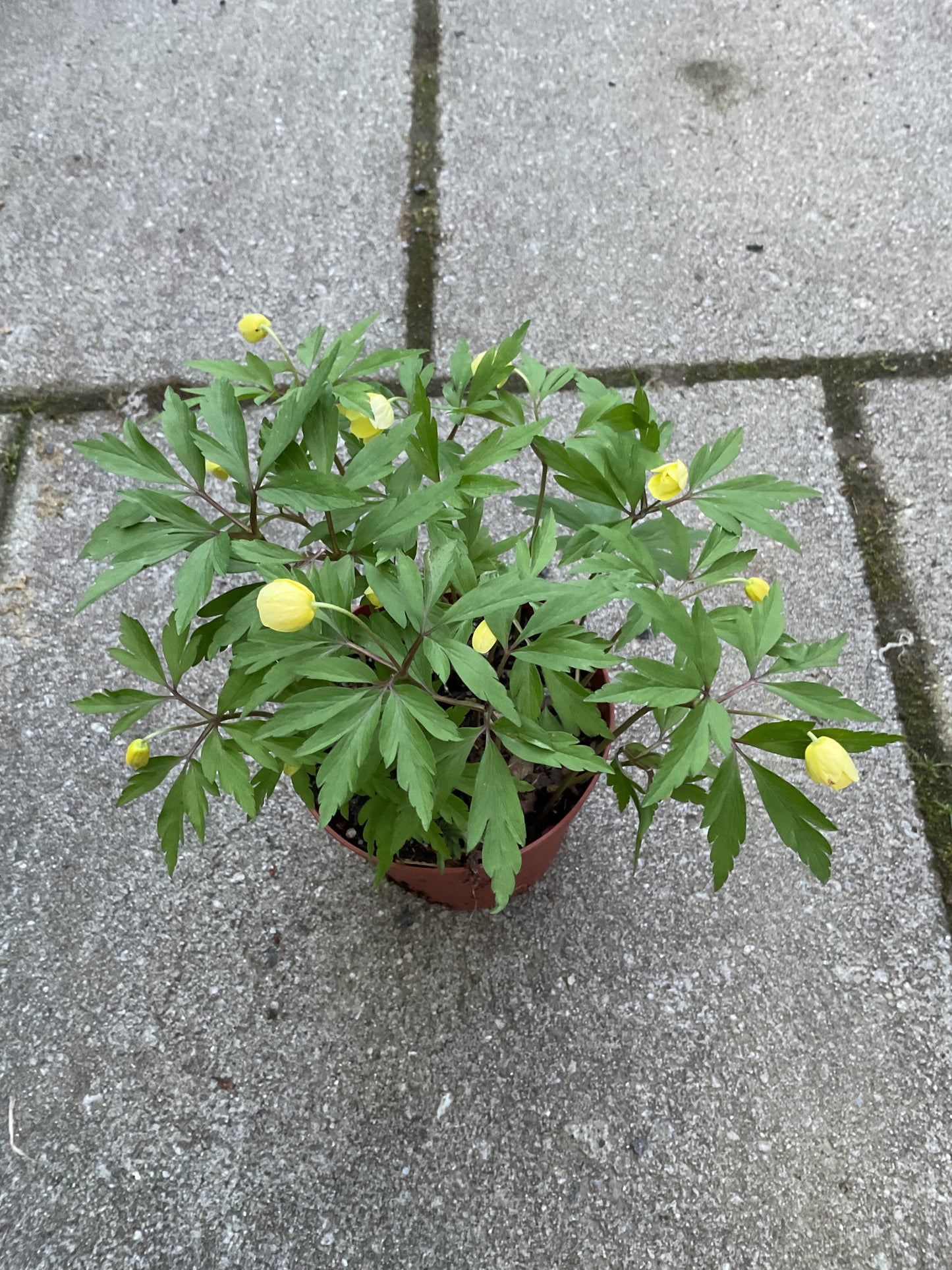 Anemone x lipsiensis P11