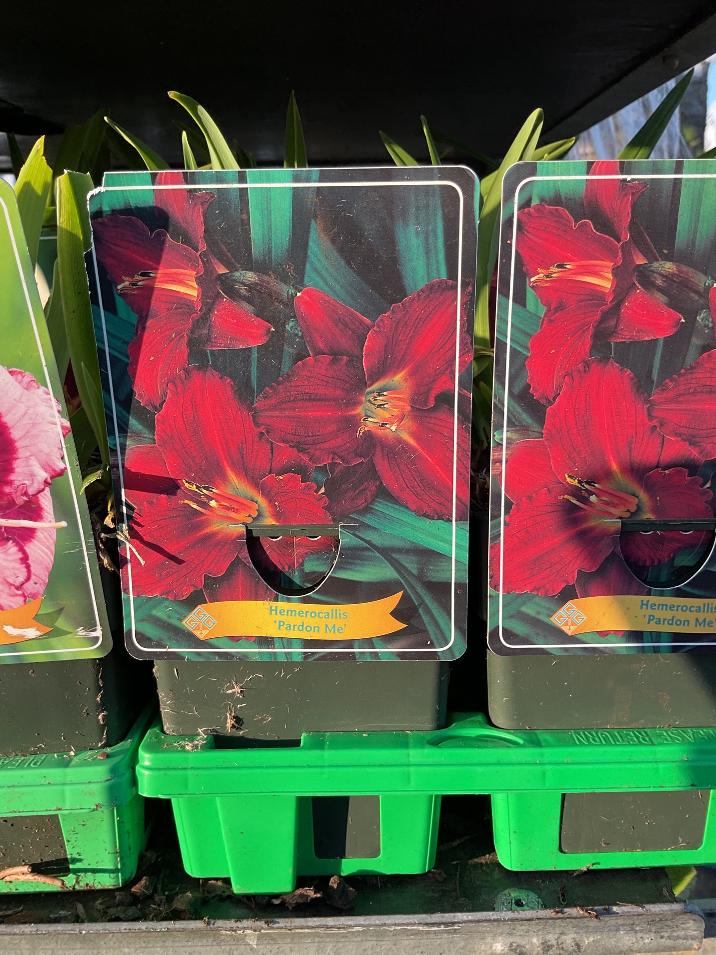 Hemerocallis ‘Pardon Me’