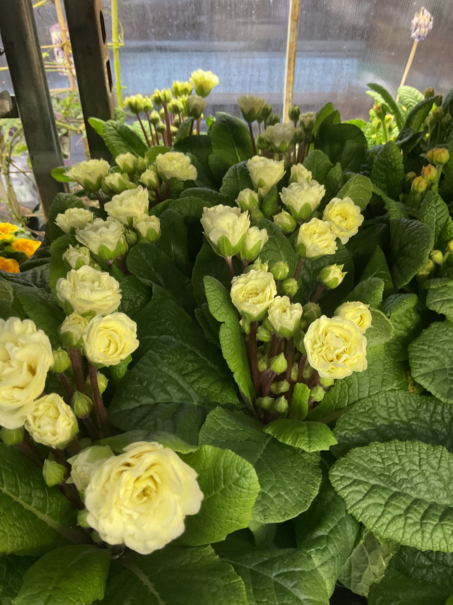 Primula Belarina ‘Cream’ P13