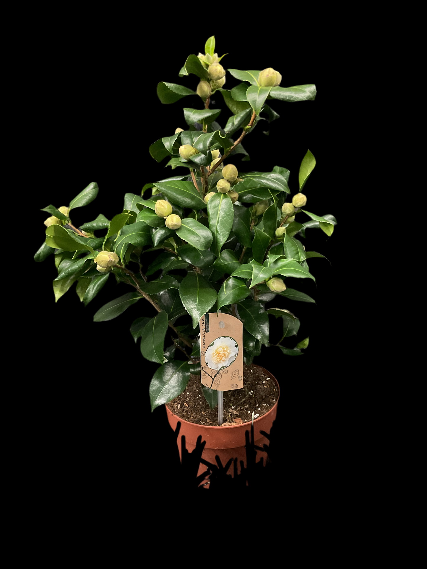 Camellia japonica ‘Brushfield’s Yellow’
