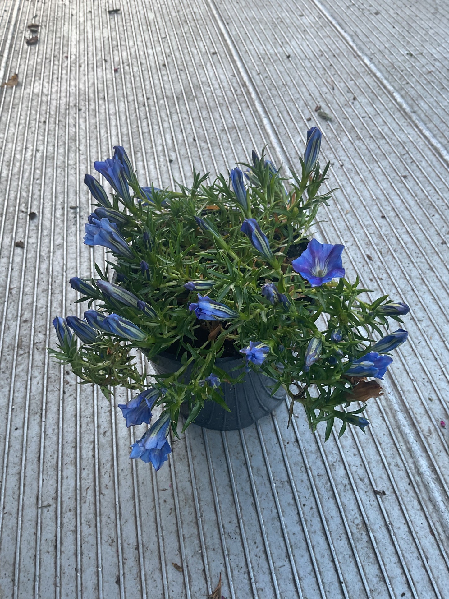 Gentiana s-o ‘Sapphire Selection’ P17