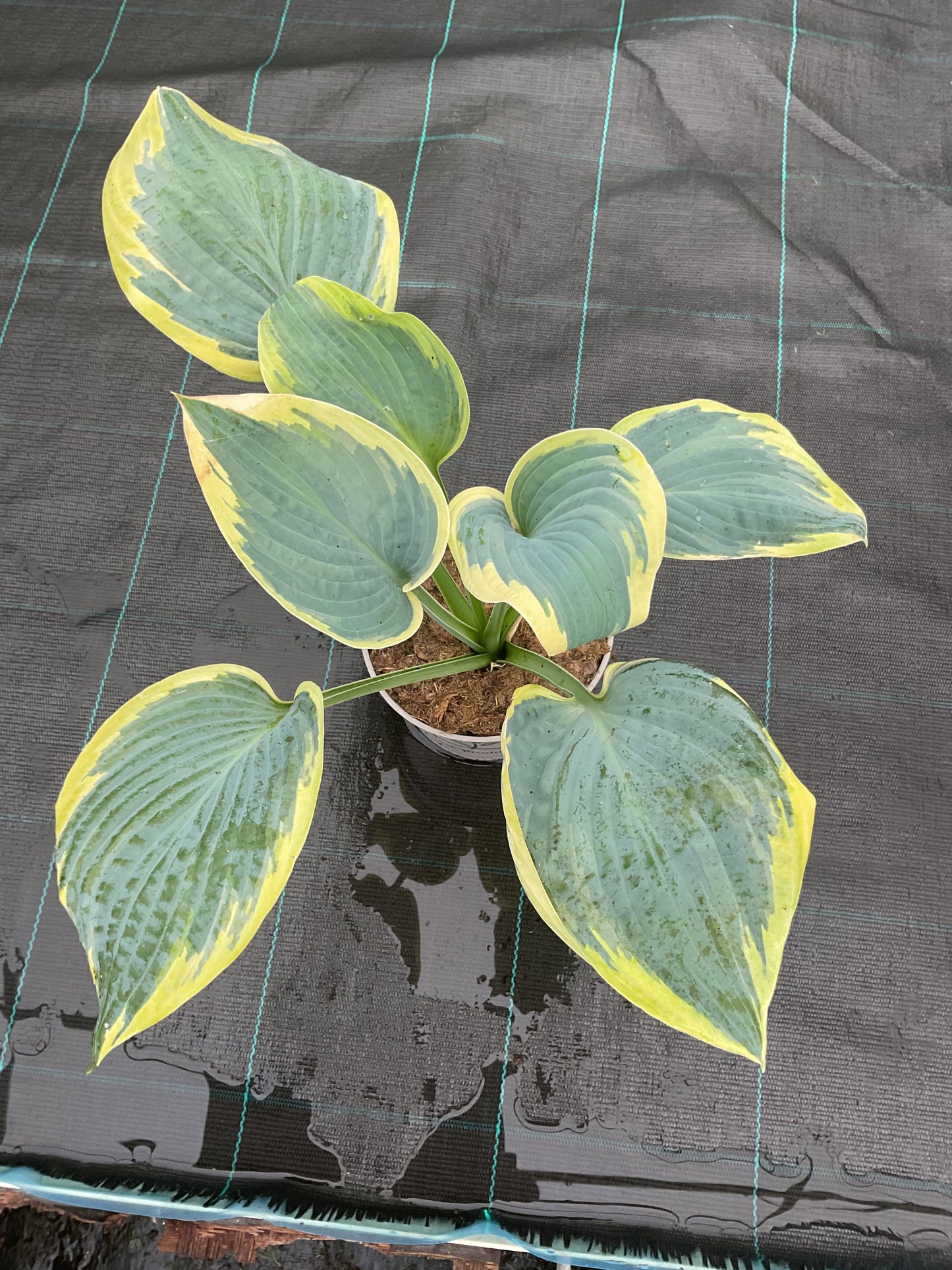 Hosta ‘Flemish Tradition’ P15