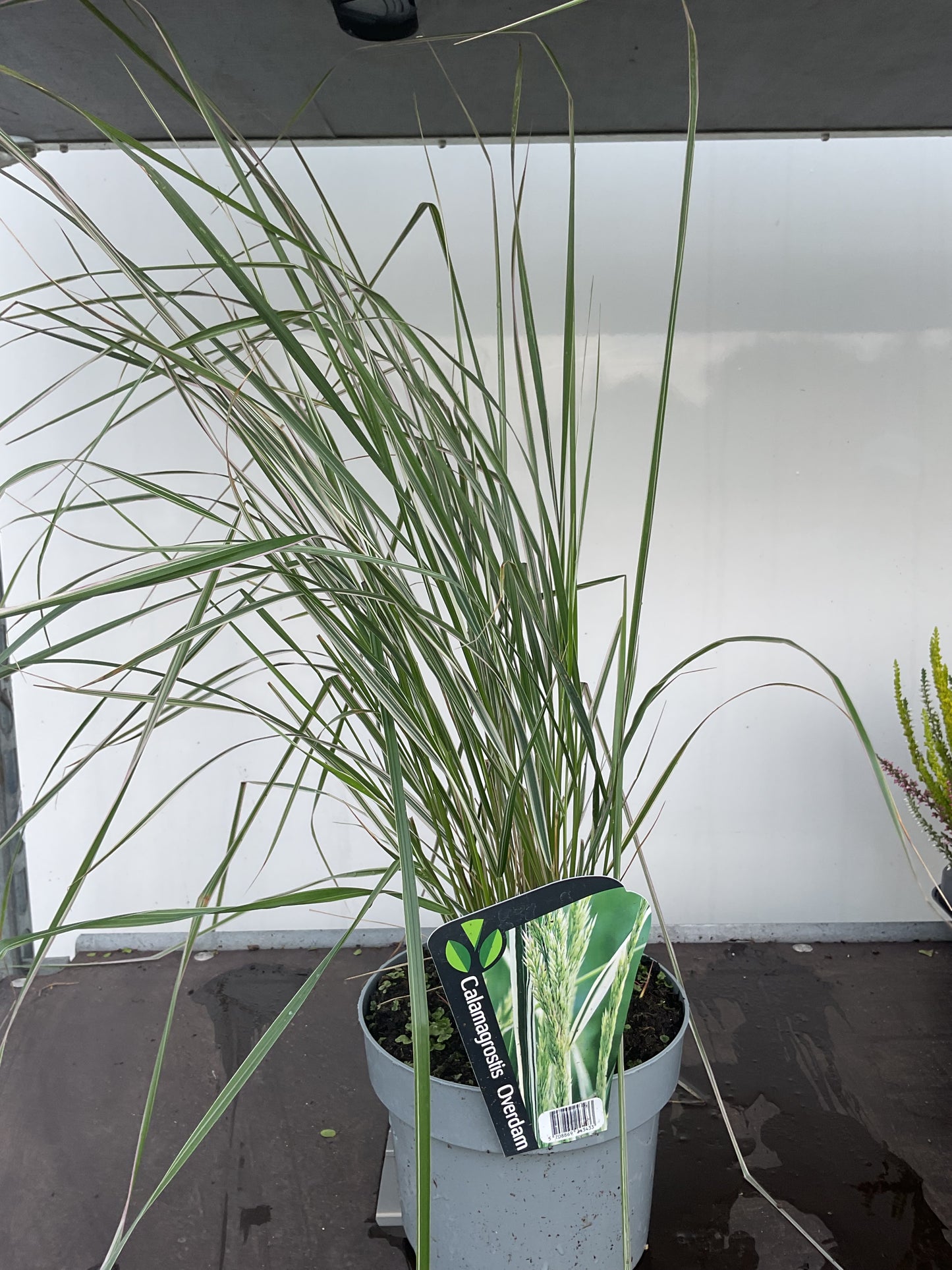 Calamagrostis acutiflora ‘Overdam’ P17