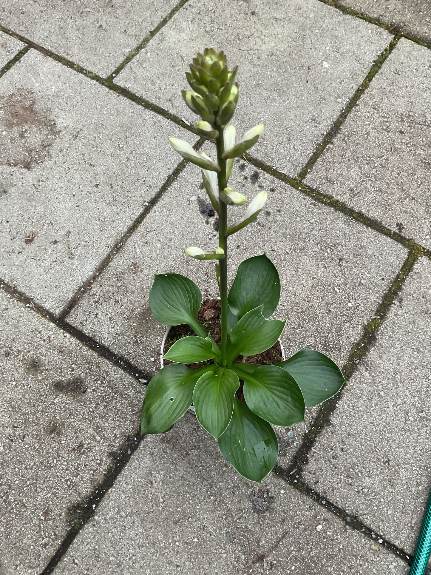 Hosta ‘Lakeside Lollipop’ P15