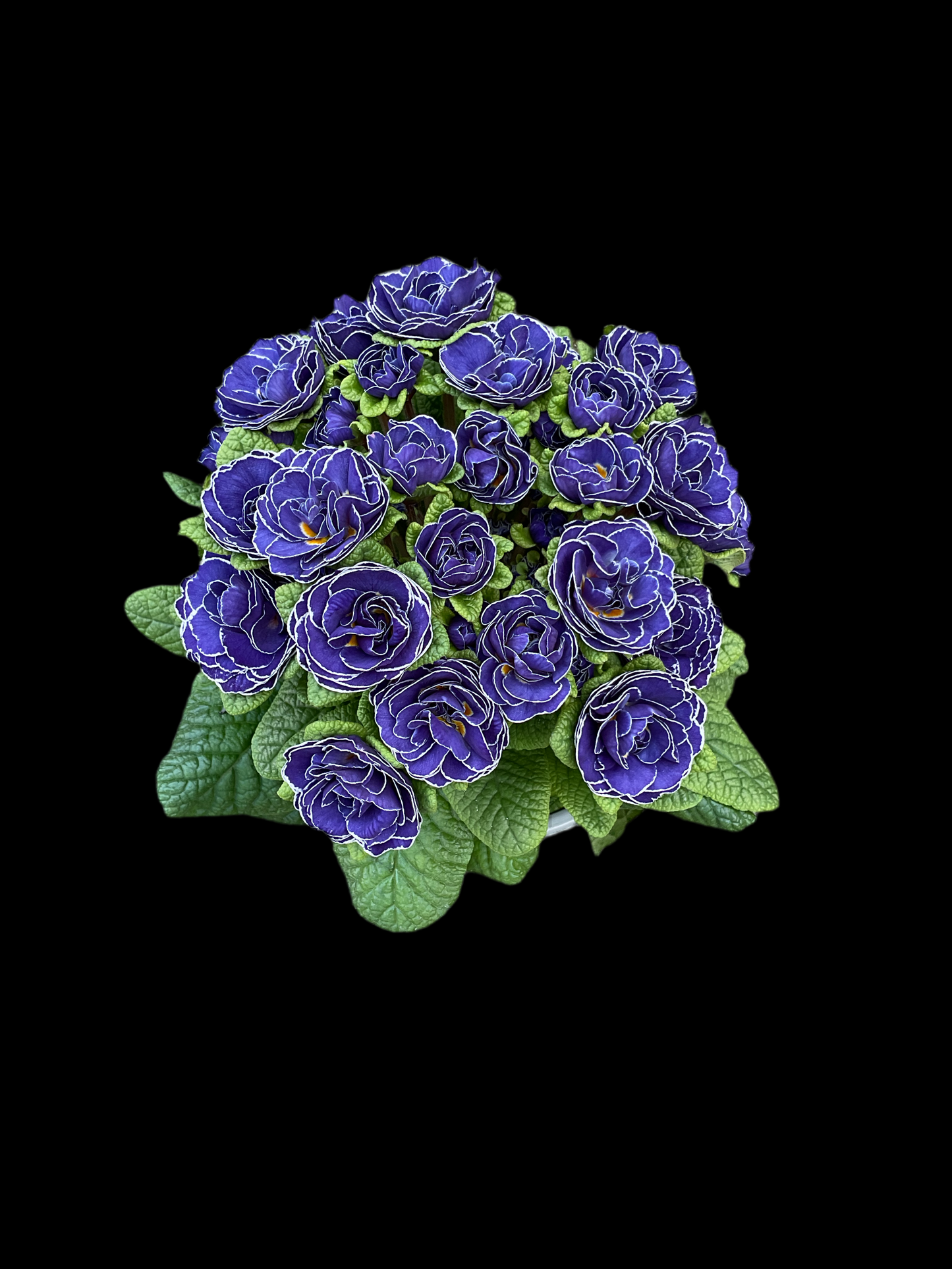 Primula Belarina ‘Galaxy’, P12