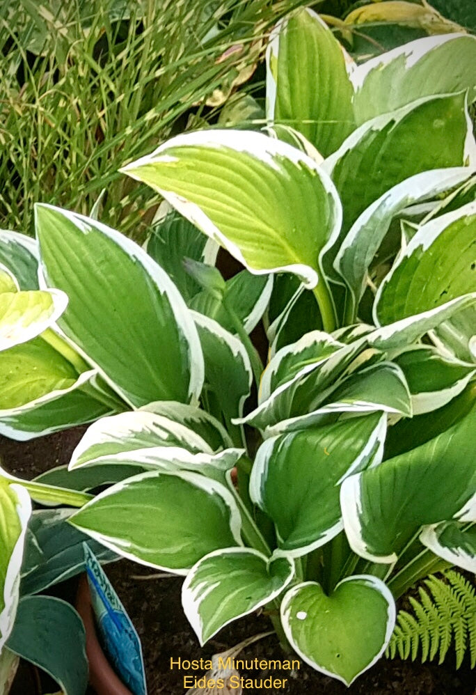 Hosta ‘Minuteman’