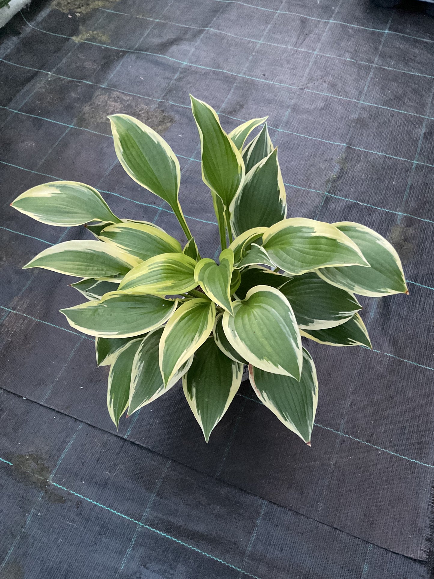 Hosta ‘Red Hot Poker’ P15