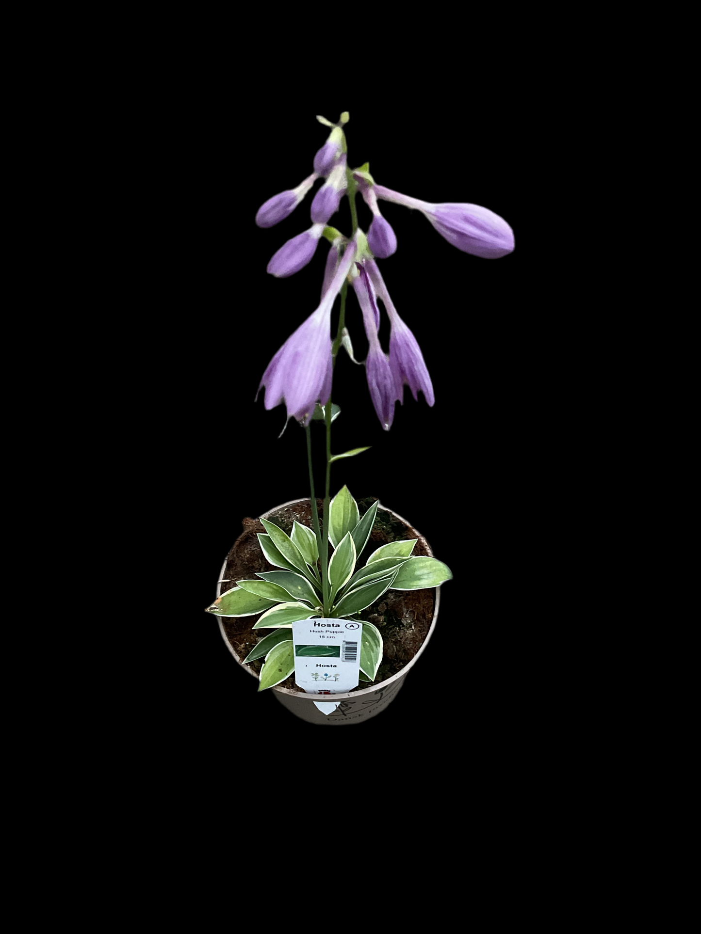 Hosta ‘Hush Puppie’ P15