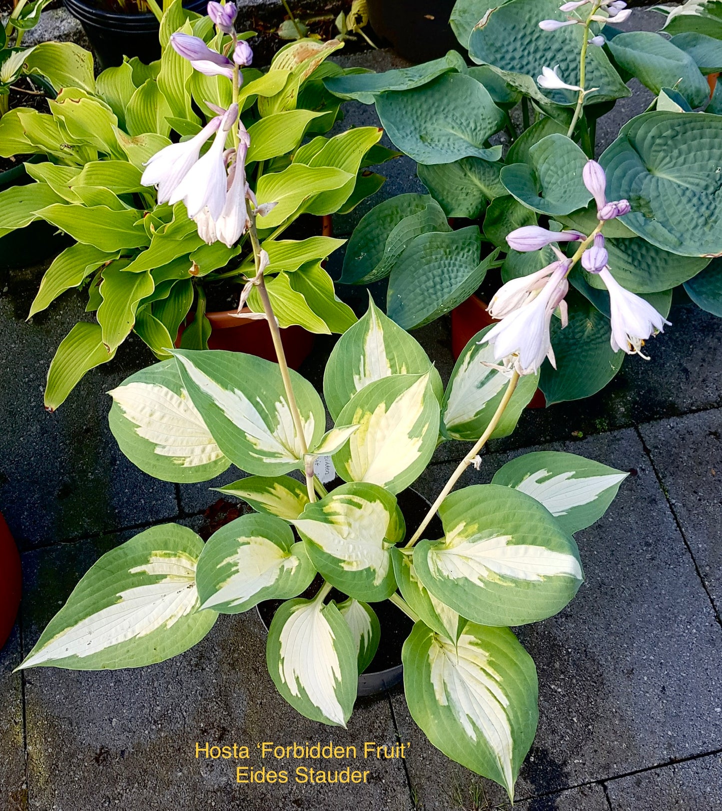 Hosta ‘Forbidden Fruit’