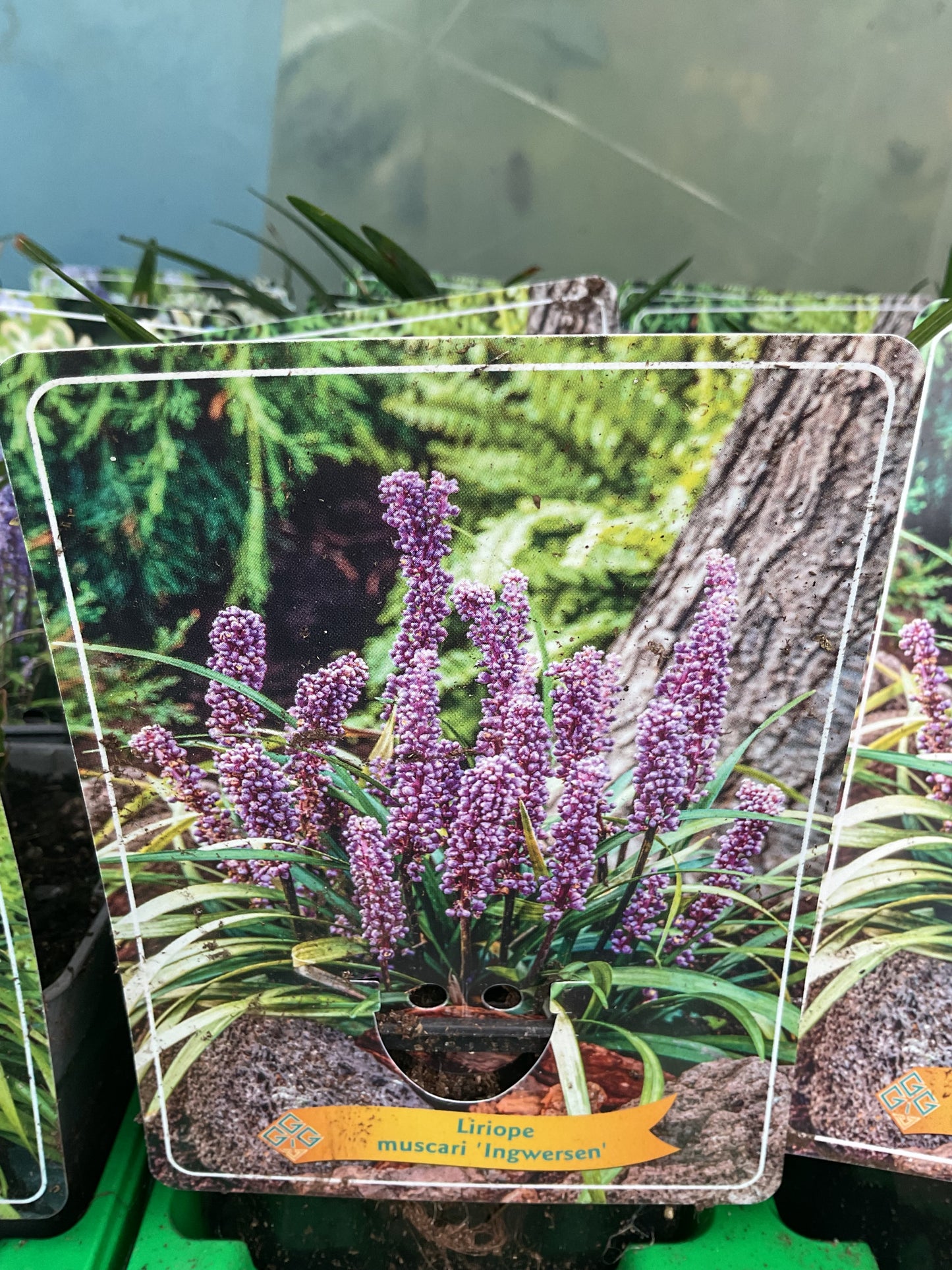 Liriope muscari ‘Ingwersen Variety’ P11x11