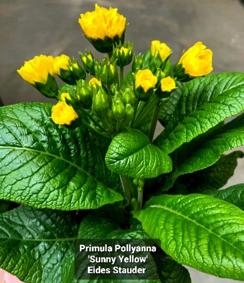 Primula Pollyanna ‘Sunny Yellow’