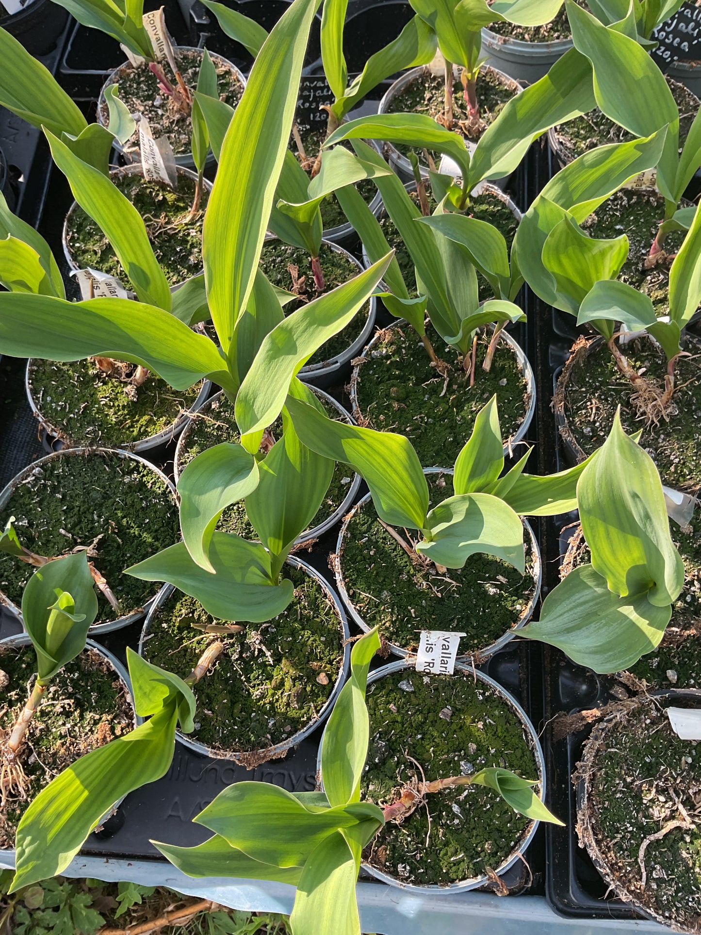 Convallaria majalis ‘Rosea’ P11