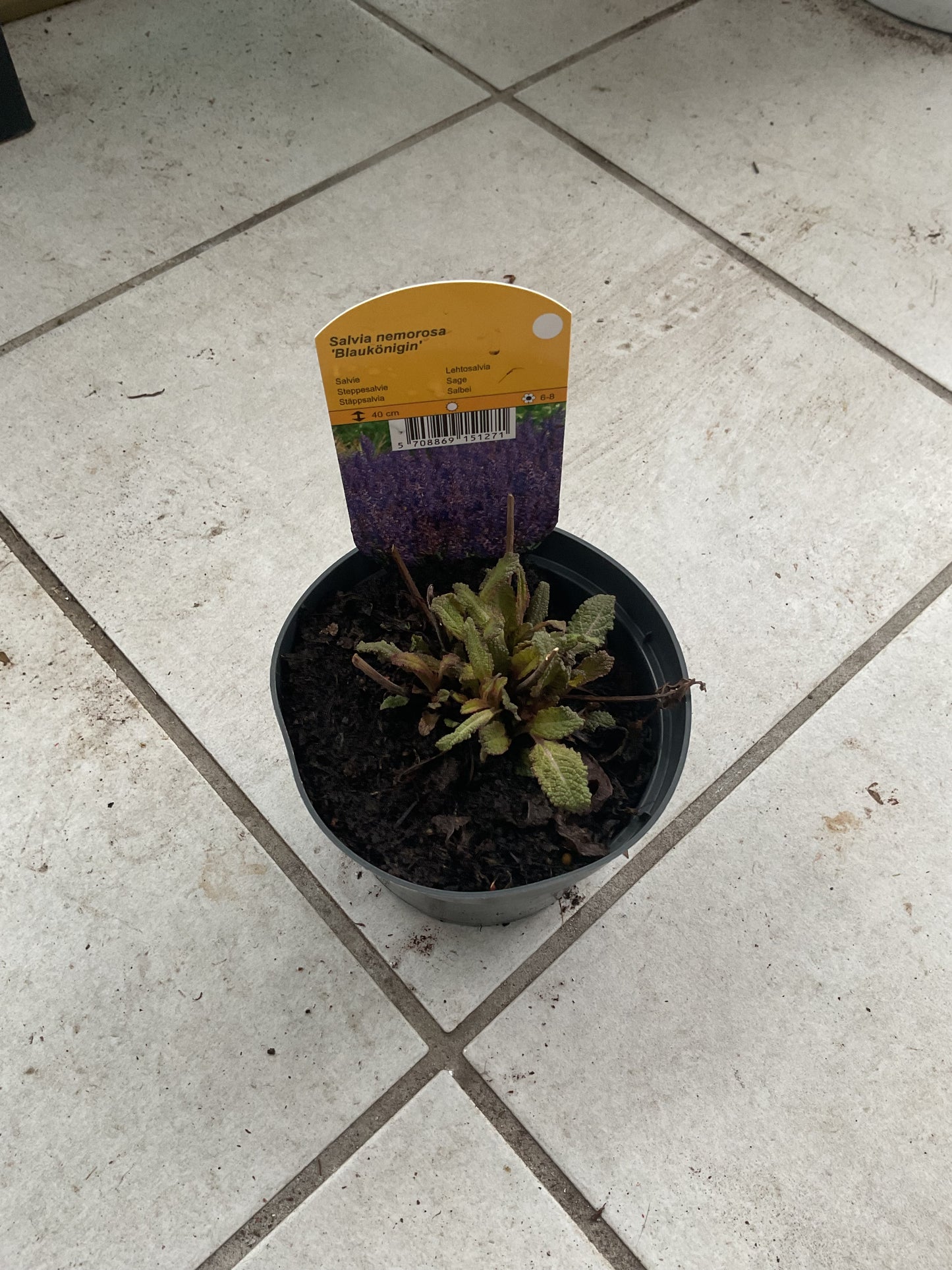 Salvia nemorosa ‘Blaukönigin’ P11,5