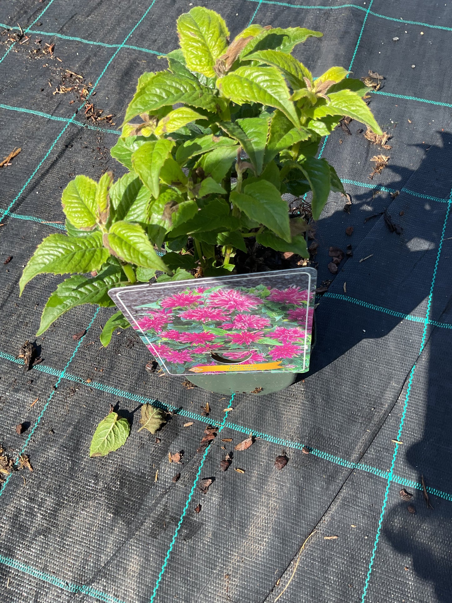 Monarda didyma ‘Baby Spice’ P11x11
