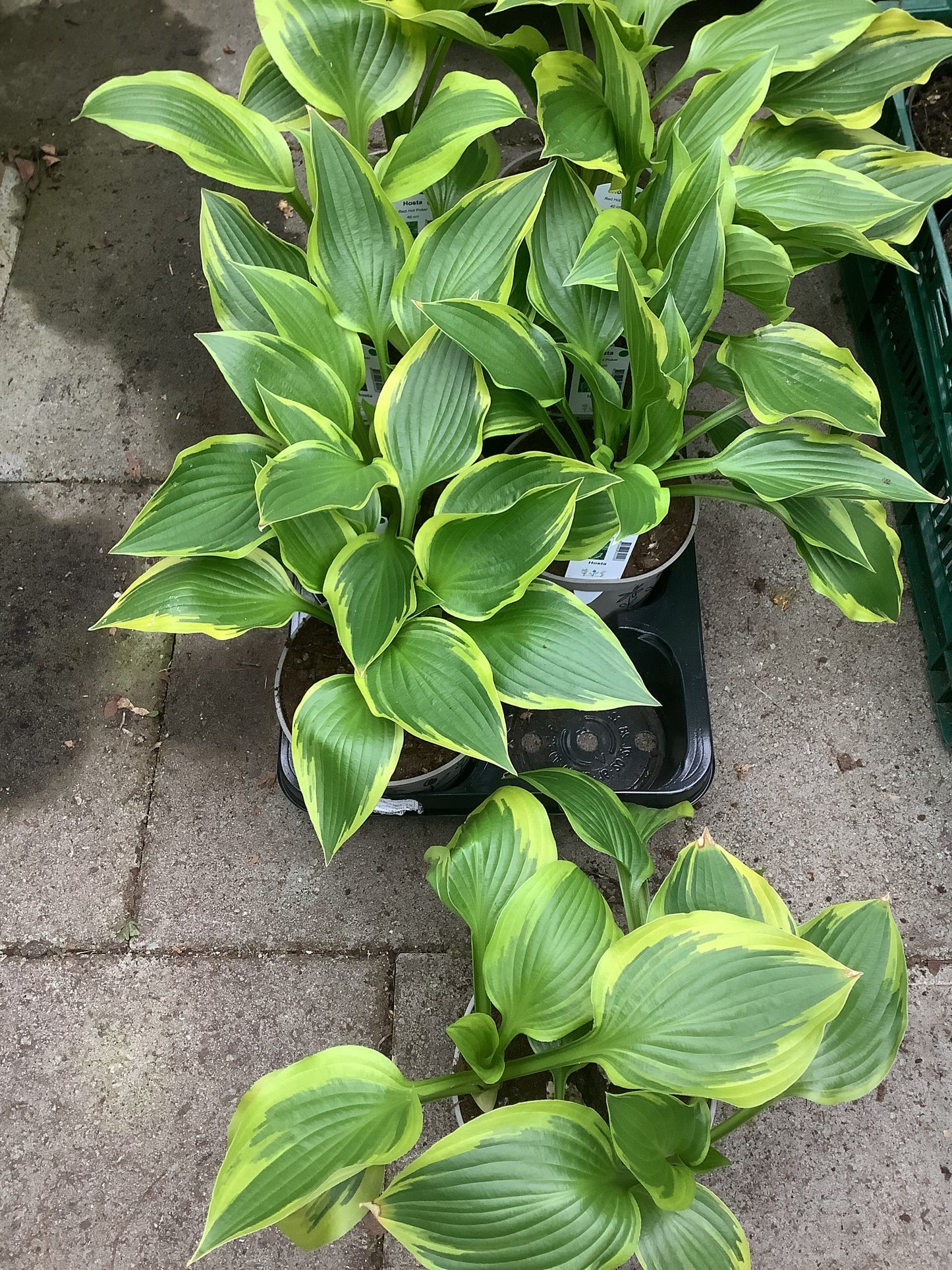Hosta ‘Red Hot Poker’ P15