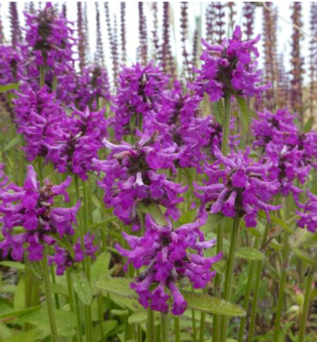 Stachys moniero ‘Hummelo’ P17