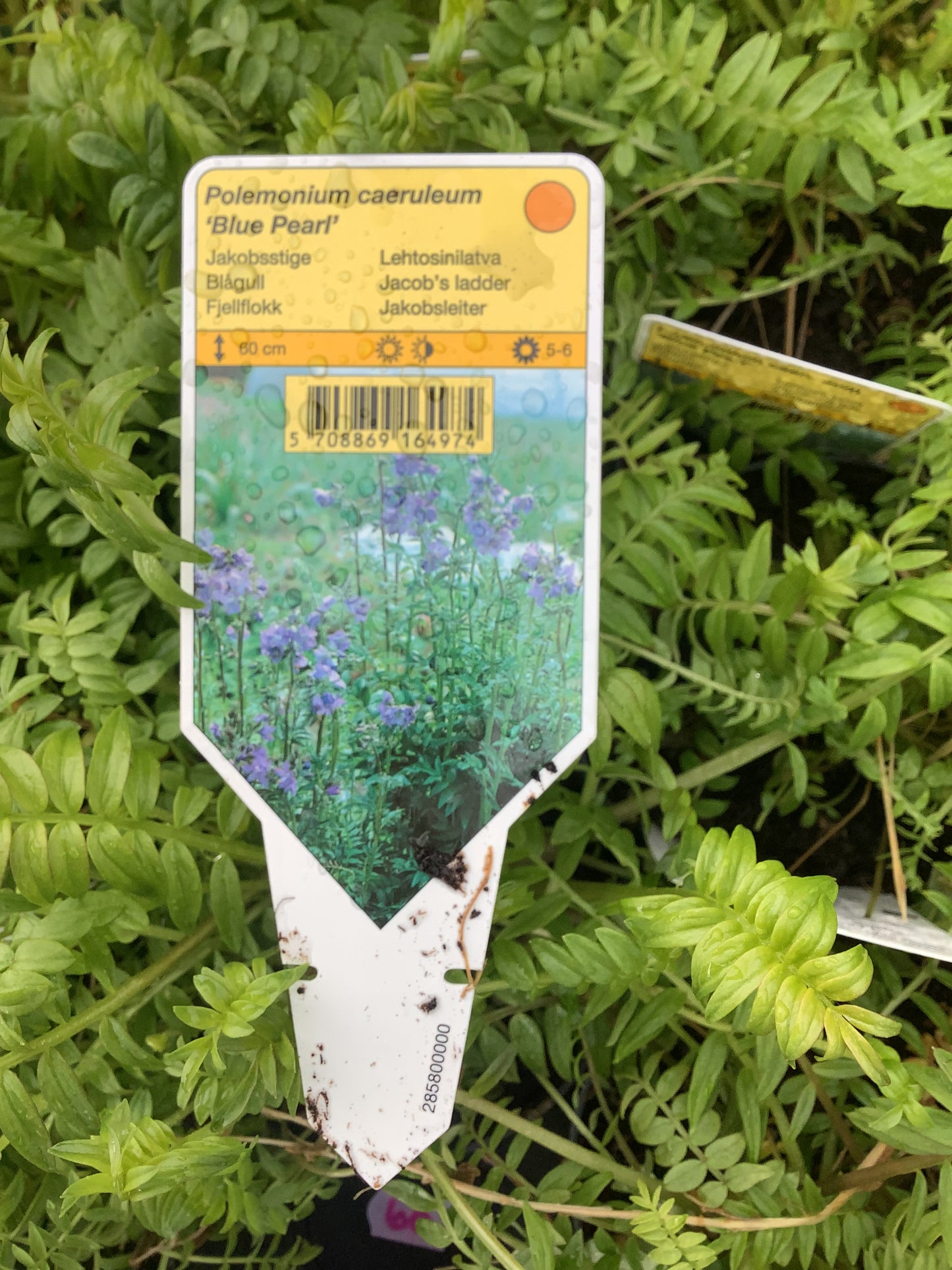 Polemonium caeruleum ‘Blue Pearl’