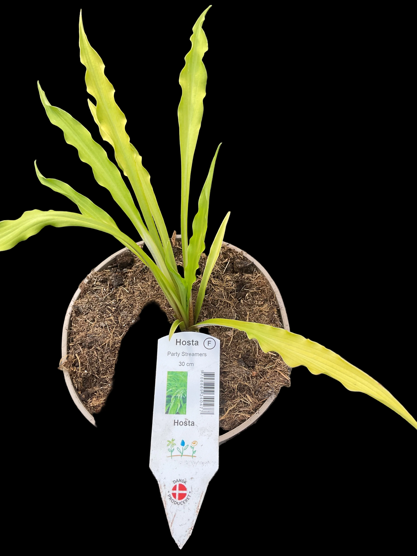 Hosta ‘Party Streamers’®️ P15