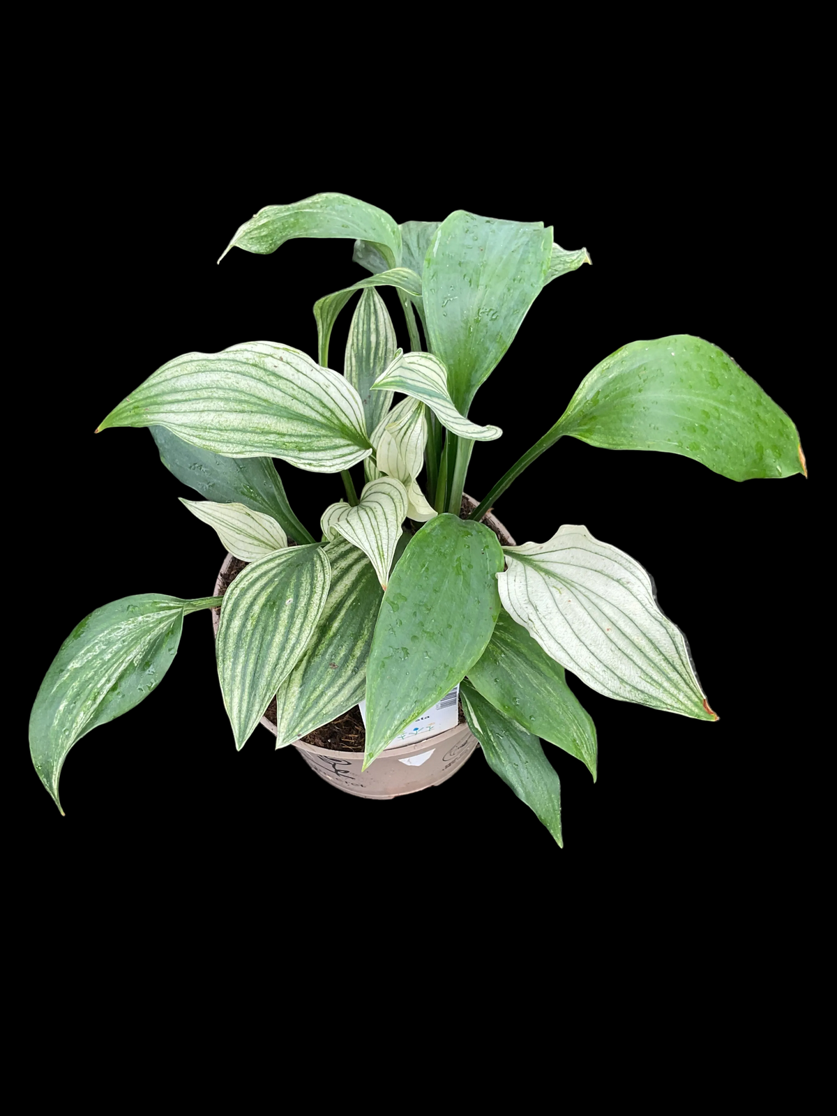Hosta ‘Silver Feather’ P15