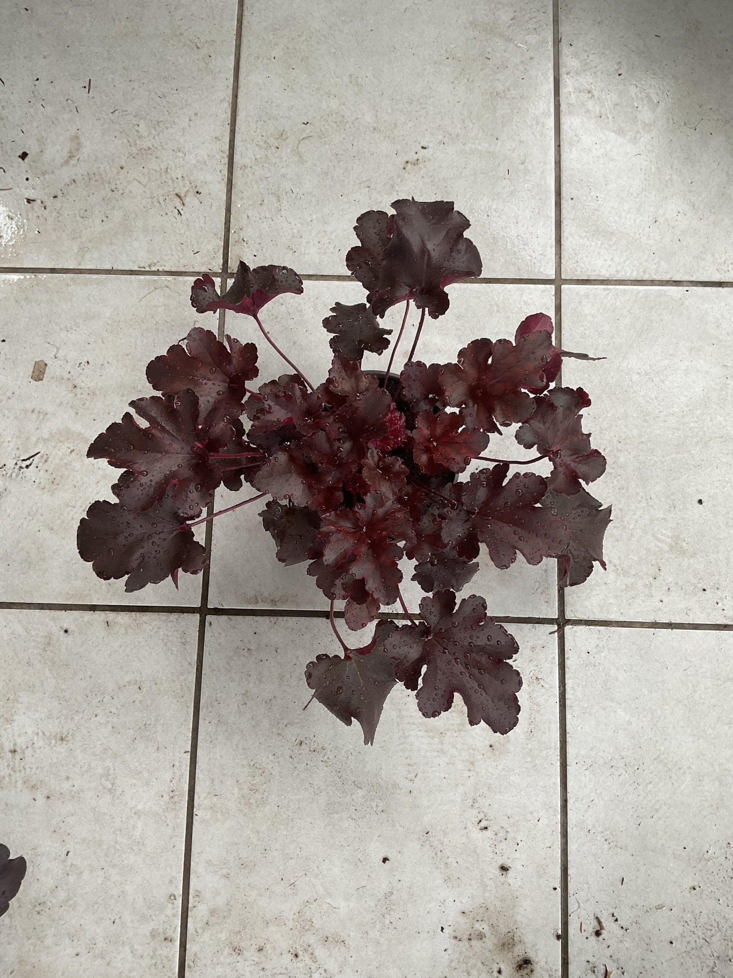 Heuchera ‘Bilberry’ P15