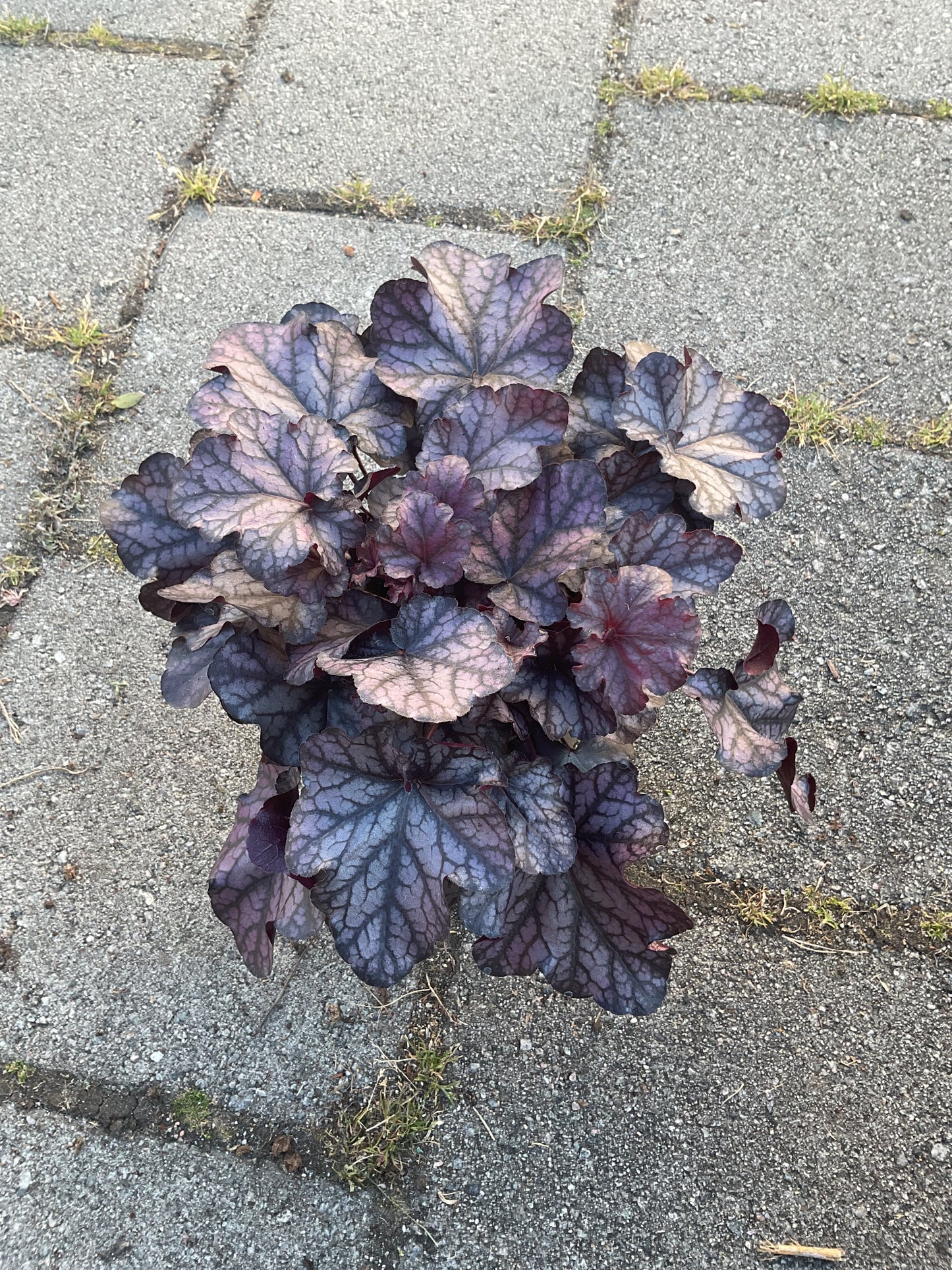 Heuchera ‘Mulberry’ P15