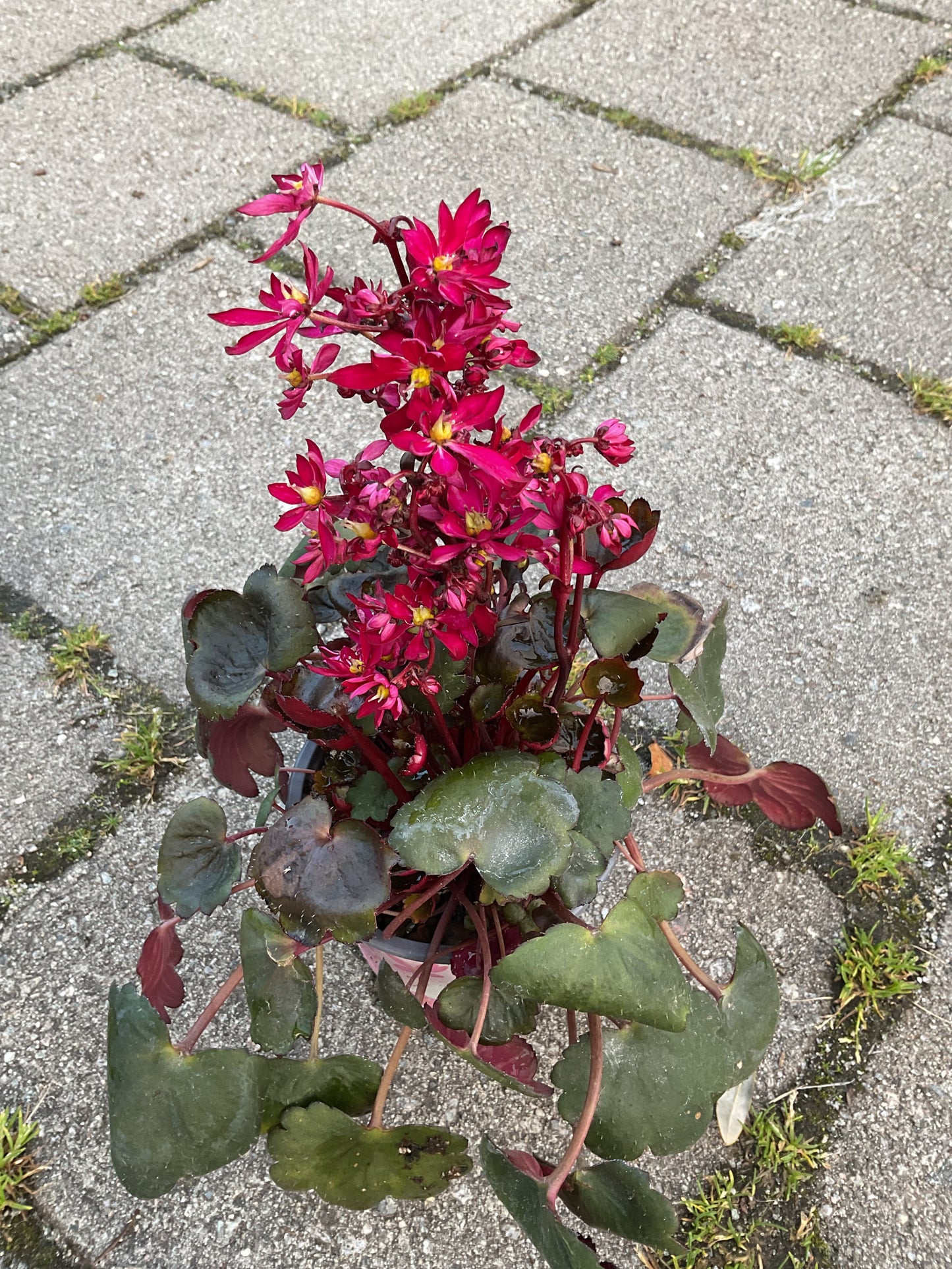Saxifraga cortusifolia ‘Dancing Pixies Tally’ Rød P13