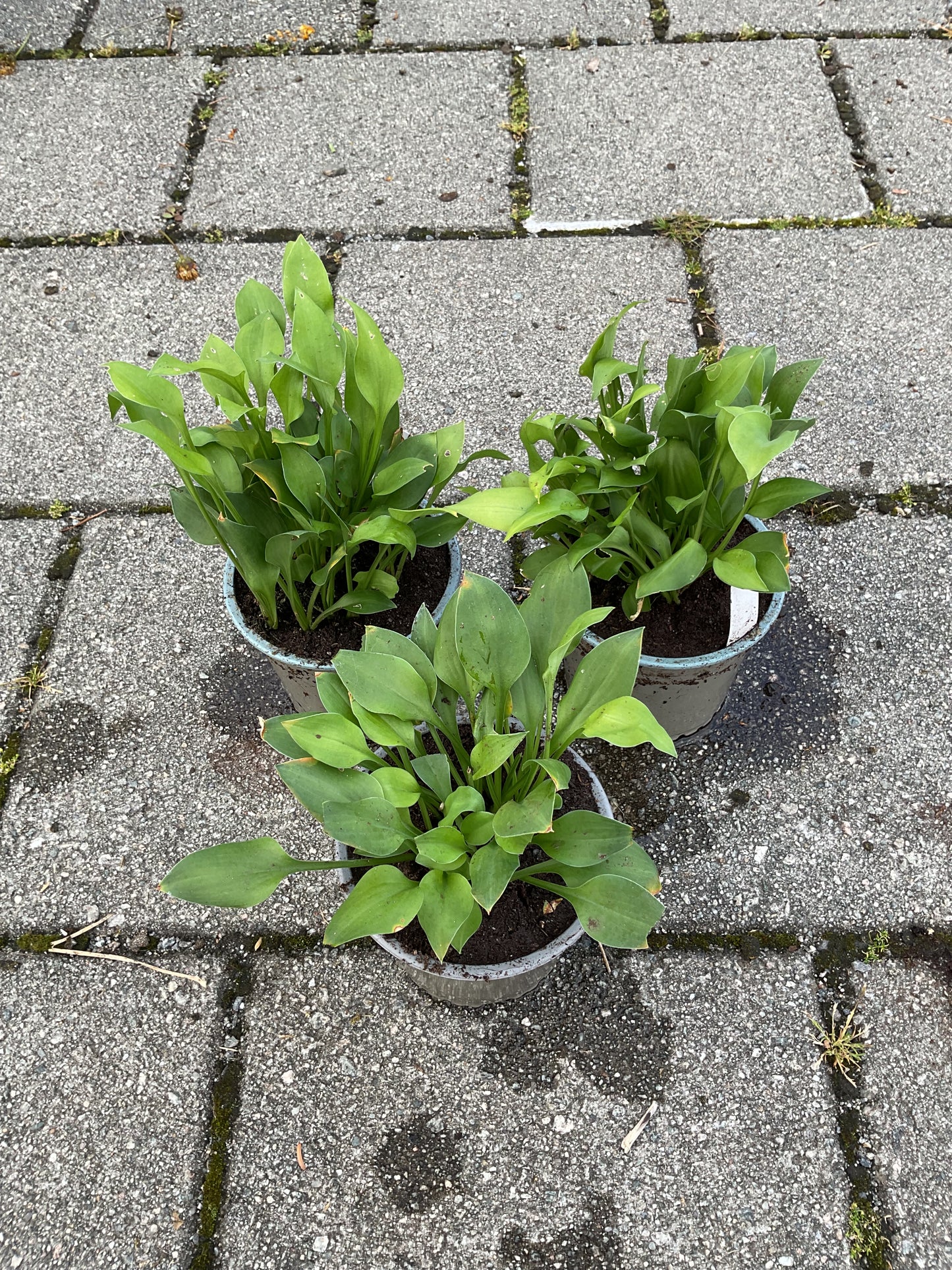 Hosta ‘Apple Green’