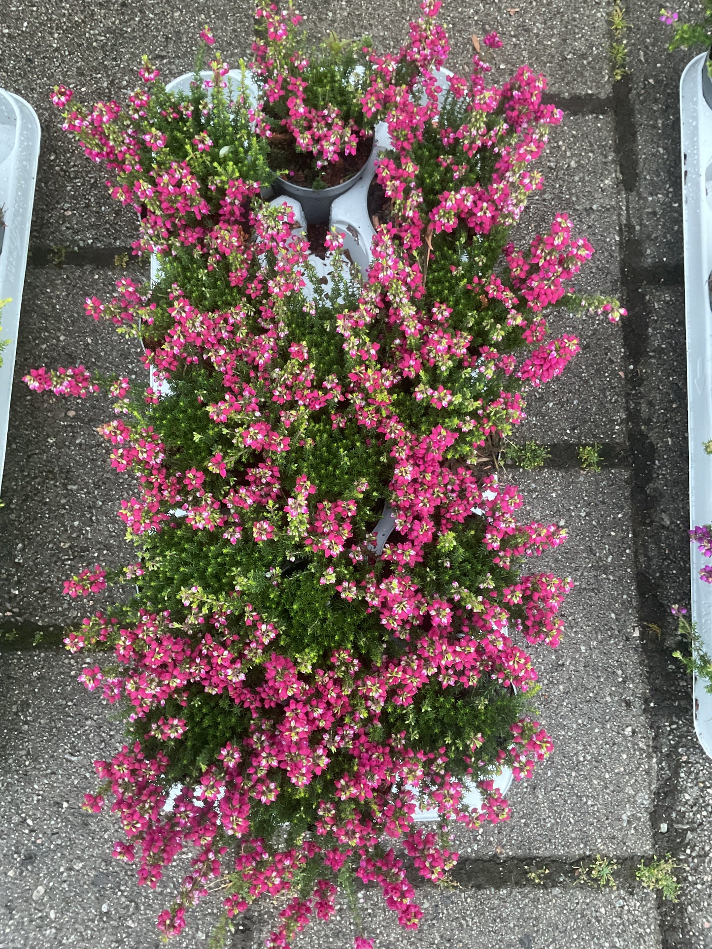 Erica cinerea Rød P9
