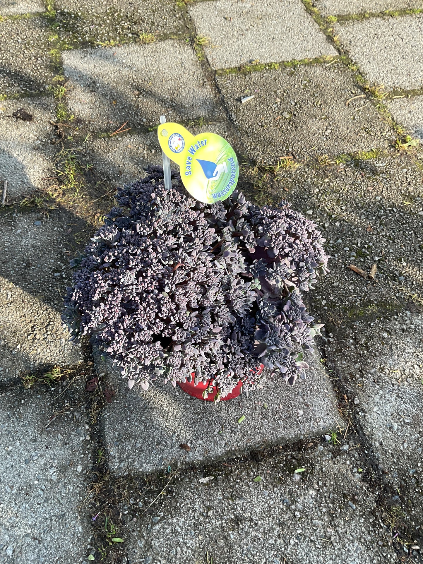 Sedum hyb. ‘SunSparkler®️’Red Sparkle’ P17