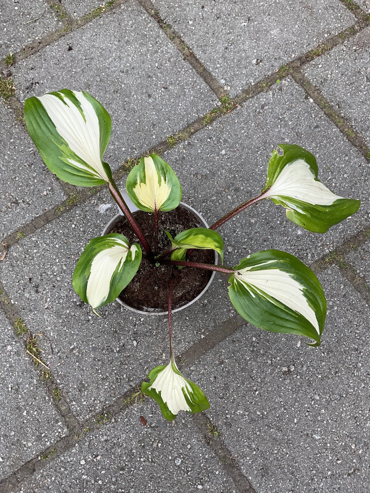 Hosta ‘Raspberry Sundae’