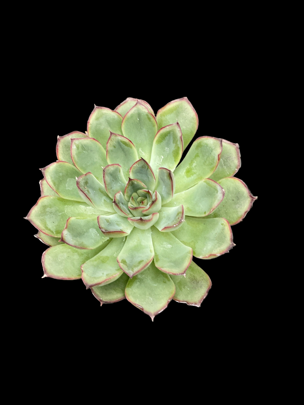 Echeveria pulidonis 'Miranda' P6