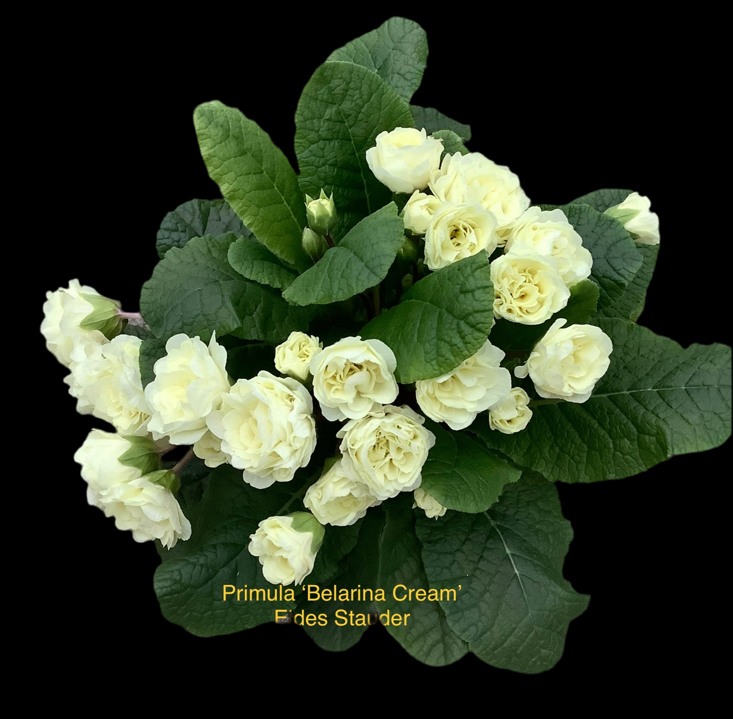 Primula Belarina ‘Cream’ P13